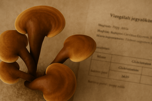 24% béta-glükán, laborvizsgálattal igazolva! - Gaia Ganoderma