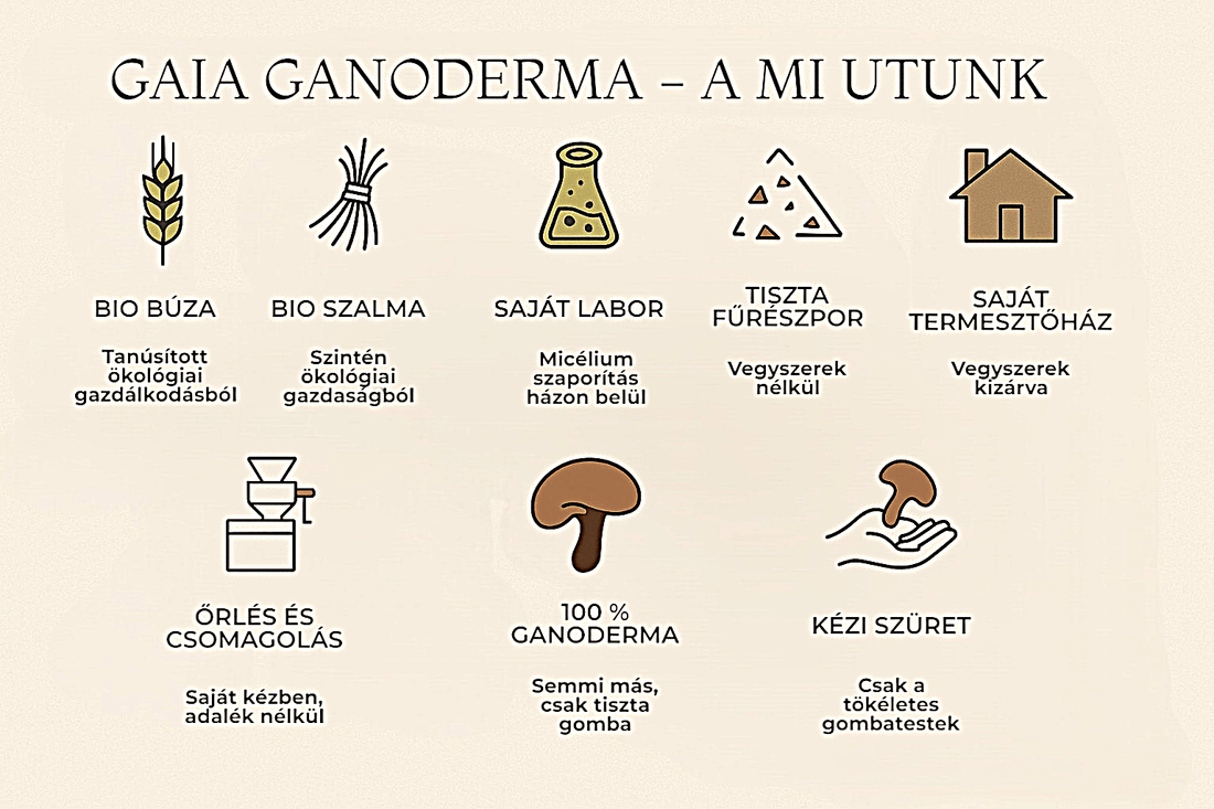 Infografika a Gaia Ganoderma bio-termelési folyamatáról: bio búza, bio szalma, saját labor, tiszta fűrészpor, saját termesztőház, őrlés és csomagolás, 100% Ganoderma, kézi szüret ikonokkal.