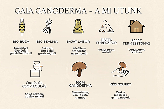 Infografika a Gaia Ganoderma bio-termelési folyamatáról: bio búza, bio szalma, saját labor, tiszta fűrészpor, saját termesztőház, őrlés és csomagolás, 100% Ganoderma, kézi szüret ikonokkal.
