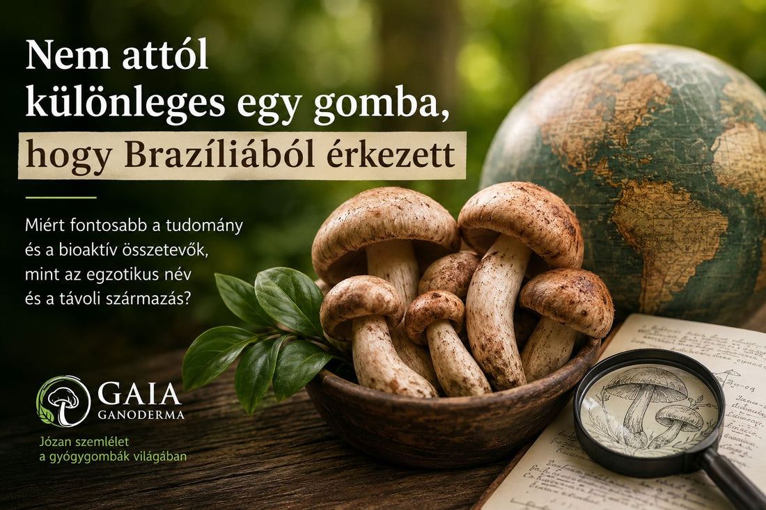 Nem attól különleges egy gomba, hogy Brazíliából érkezett - Gaia Ganoderma