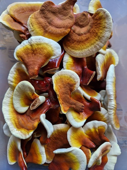 30 napos tudatos indulás Ganodermával – Kezdőcsomag - Gaia Ganoderma