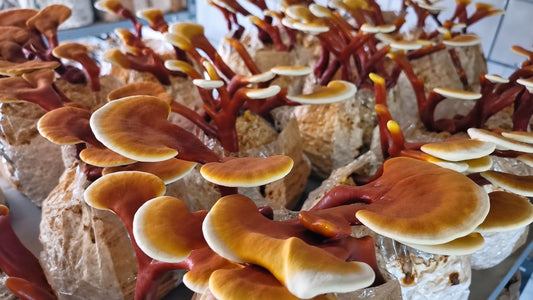 Saját termesztésű Ganoderma lucidum termőtestek a Gaia Ganoderma magyarországi termesztőhelyiségében.